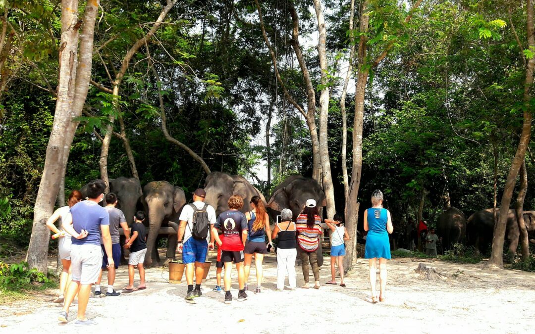 kulen Elephant Forest Private Tour