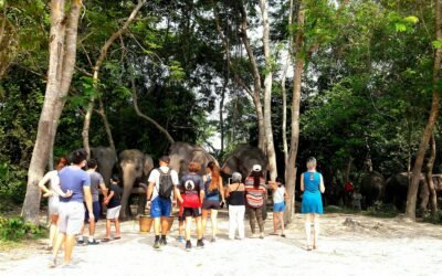 kulen Elephant Forest Private Tour