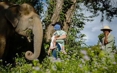 Cambodia Elephant Sanctuary