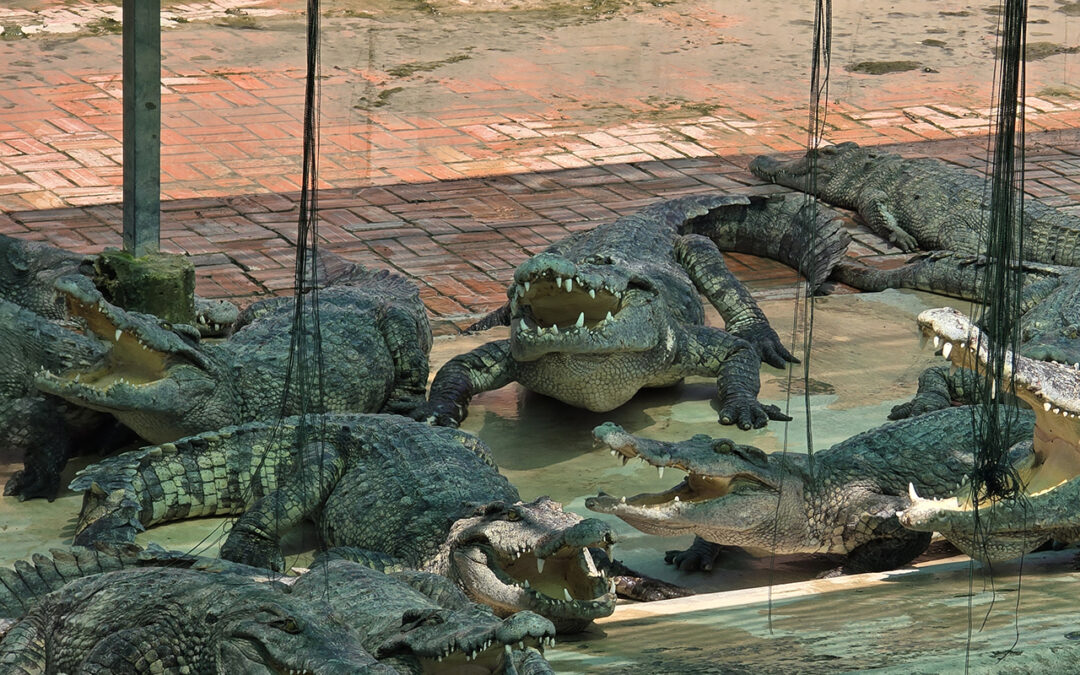 Siem Reap Crocodile Farm Adventure