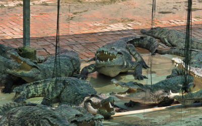 Siem Reap Crocodile Farm Adventure